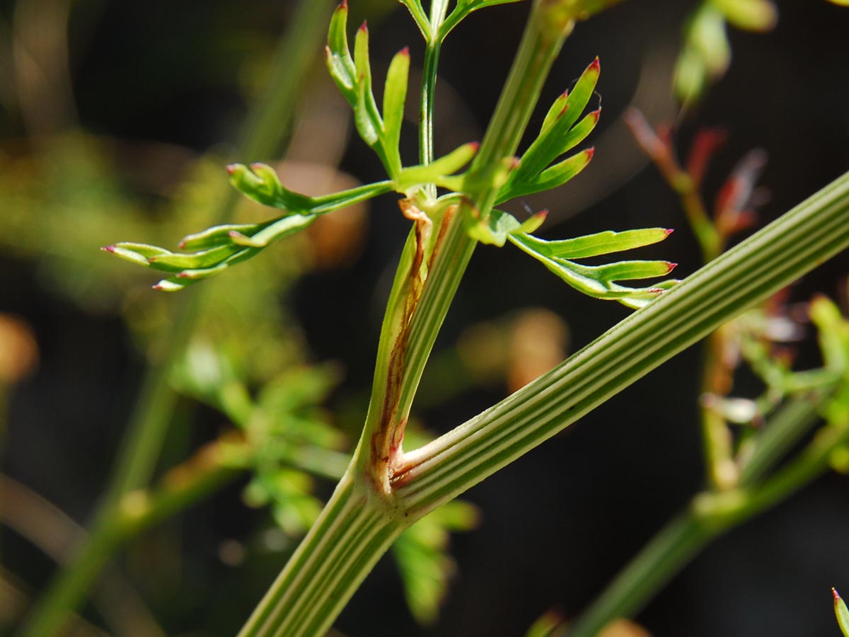 Stängel, Blatt